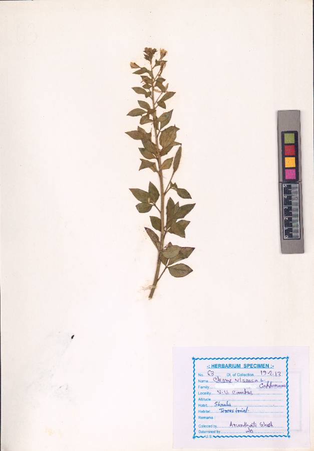 Cleome viscosa
L. (VUHCAPP00001.1)