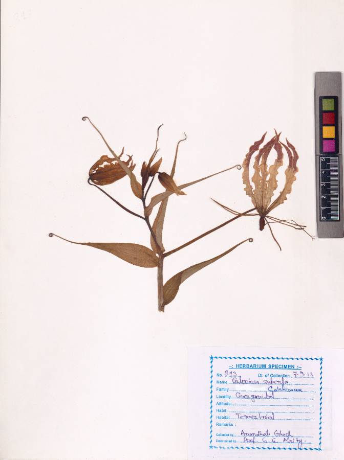 Gloriosa superba
L. (VUHCOLC00001.1)