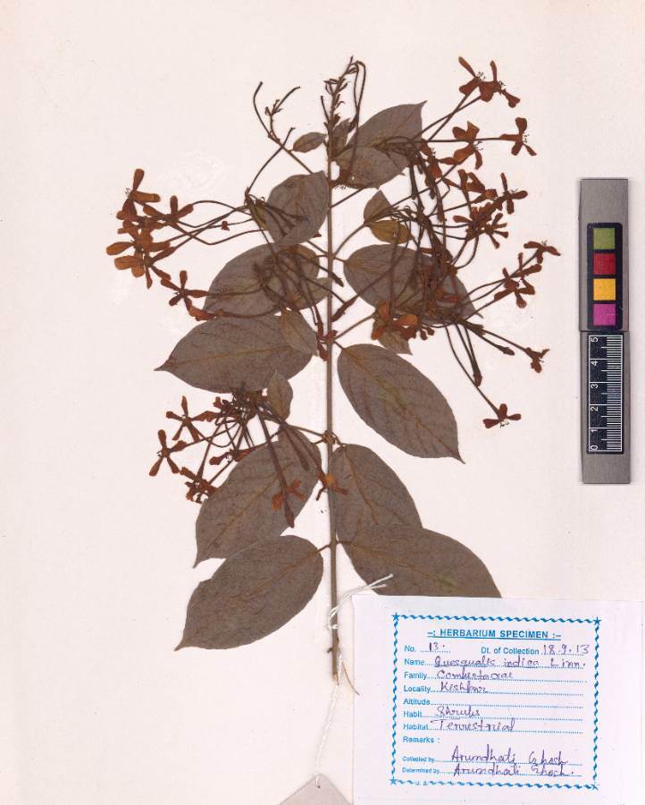 Quisqualis indica L.
(VUHCOMB00001.1)