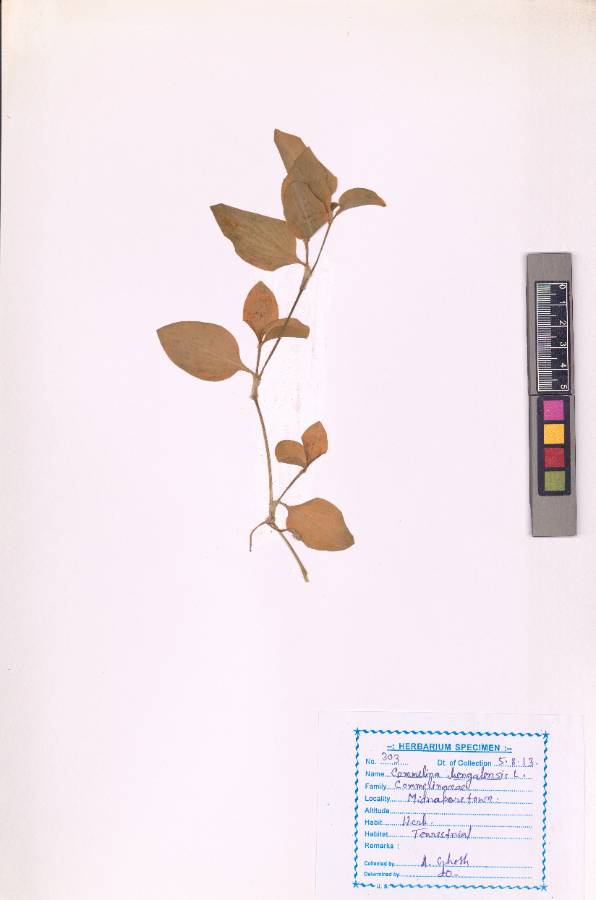 Commelina benghalensis
L. (VUHCOMM00001.1)