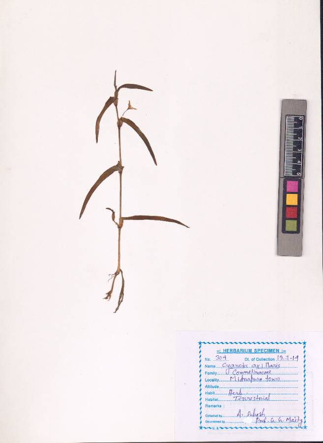 Cyanotis axillaris
(L.) D.Don ex Sweet (VUHCOMM00002.1)