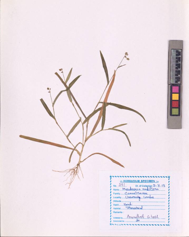 Murdannia nudiflora (L.) Brenan (VUHCOMM00003.1)