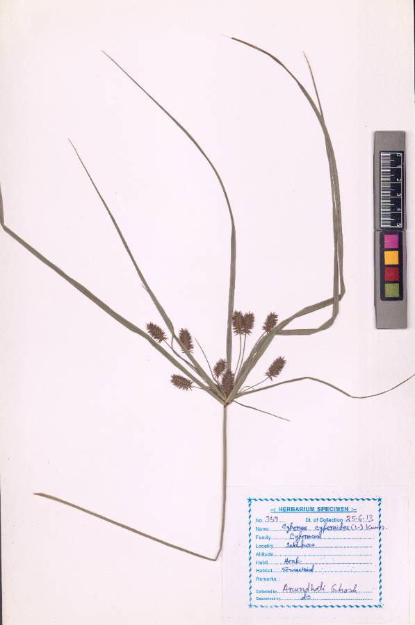 Cyperus cyperoides
(L.) Kuntze
(VUHCYPE00001.1)