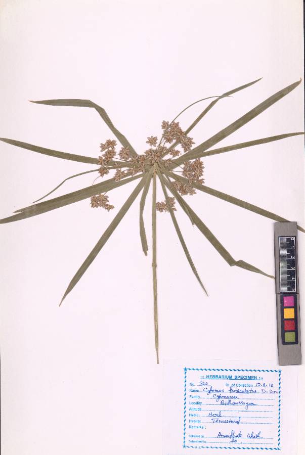 Cyperus paniculatus D.Don
(VUHCYPE00002.1)