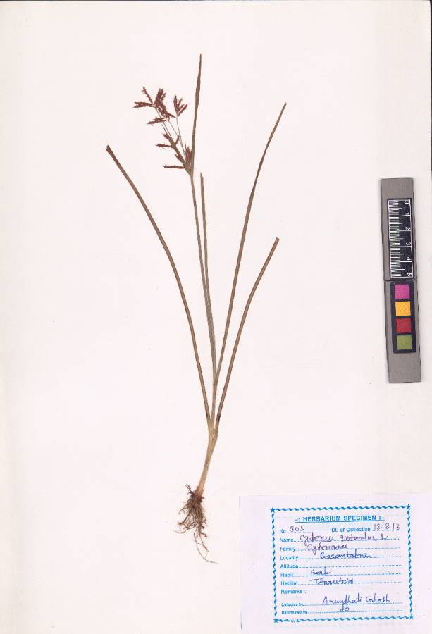 Cyperus rotundus
L.
(VUHCYPE00003.1)