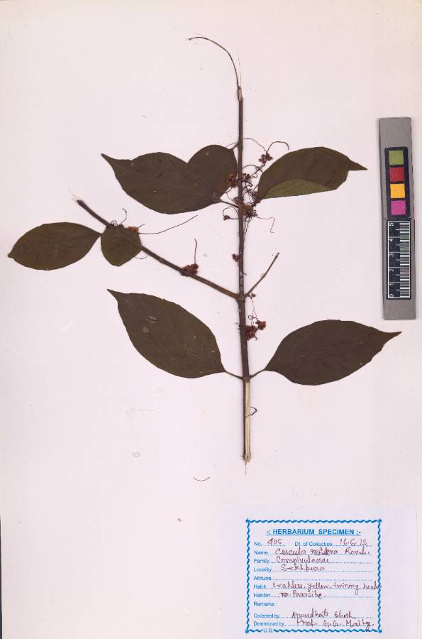 Cuscuta reflexa
Roxb. (VUHCONV00001.1)