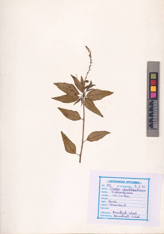 Croton bonplandianus Baill. (VUHEUPH00002.1)