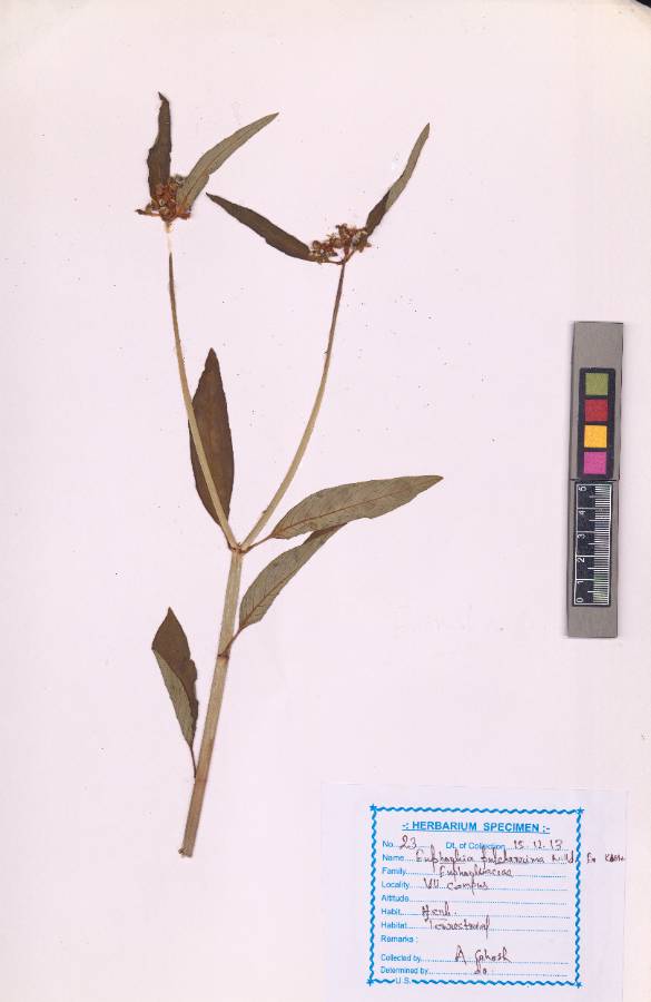 Euphorbia pulcherrima
Willd. ex Klotzsch (VUHEUPH00004.1)