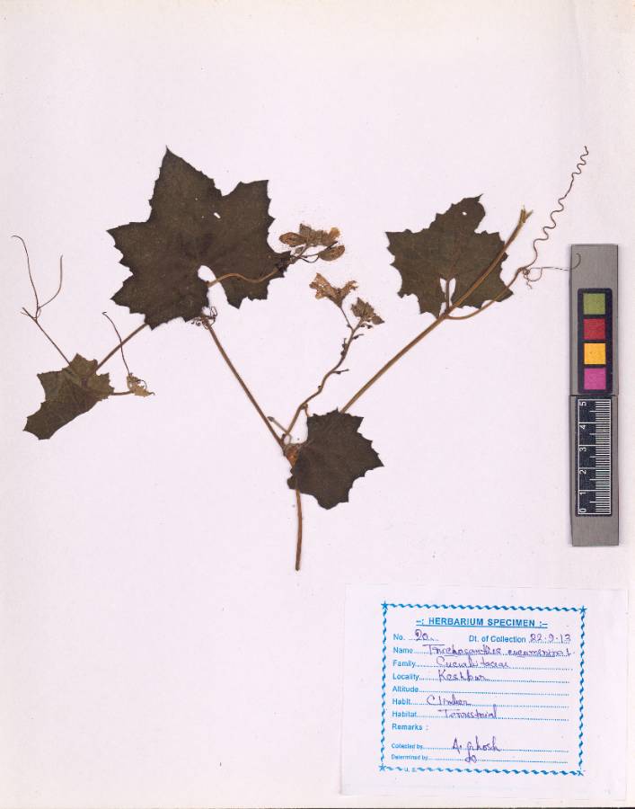 Trichosanthes cucumerina L.(VUHCUCU00009.1)