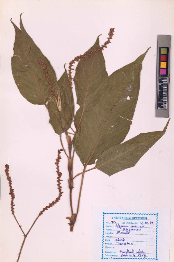 Polygonum orientale L.
(VUHPOLY00001.1)