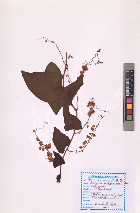 Antigonon leptopus
Hook. & Arn.
(VUHPOLY00002.1)