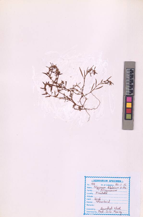 Polygonum plebeium R.Br.
(VUHPOLY00003.1)