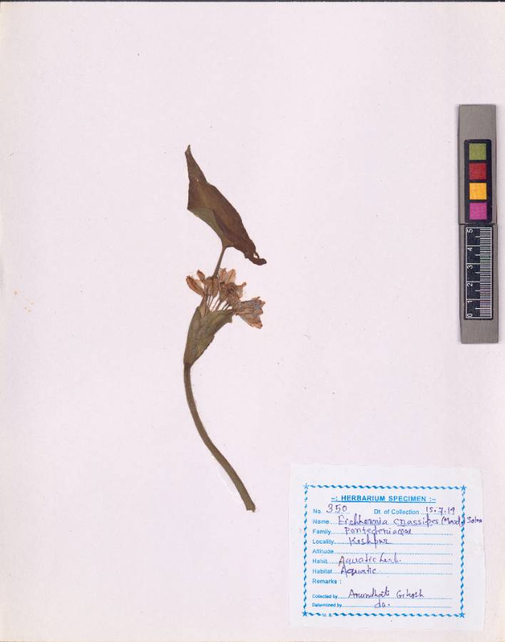 Eichhornia crassipes (Mart.) Solms (VUHPONT00001.1)