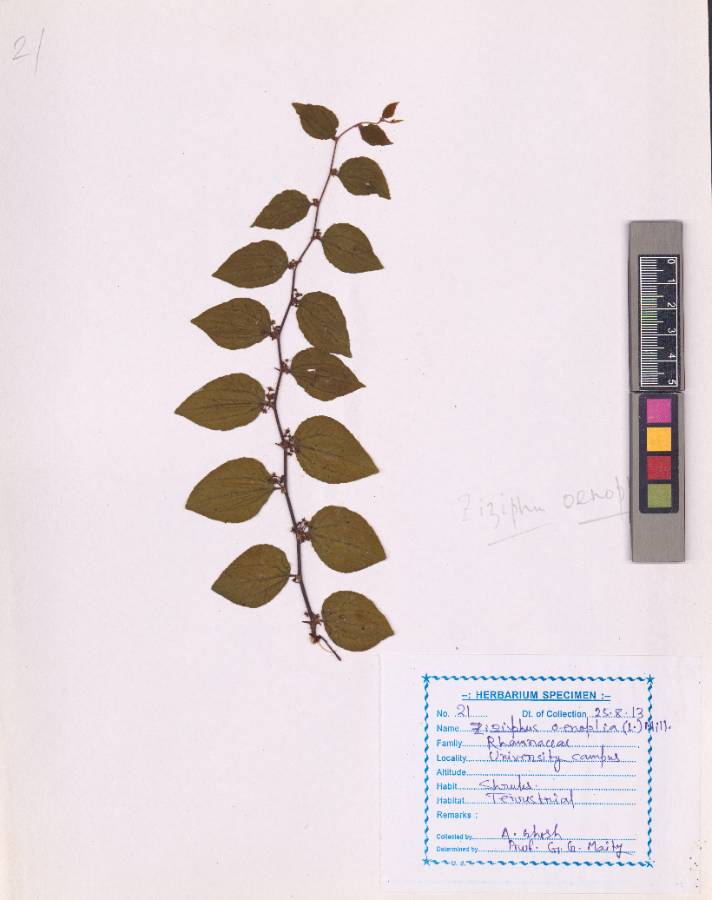 Ziziphus oenoplia
(L.) Mill. (VUHRHAM00002.1)