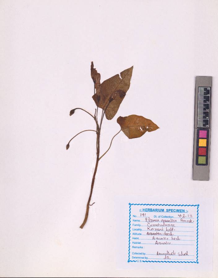 Ipomoea aquatica
Forssk. (VUHCONV00004.1)