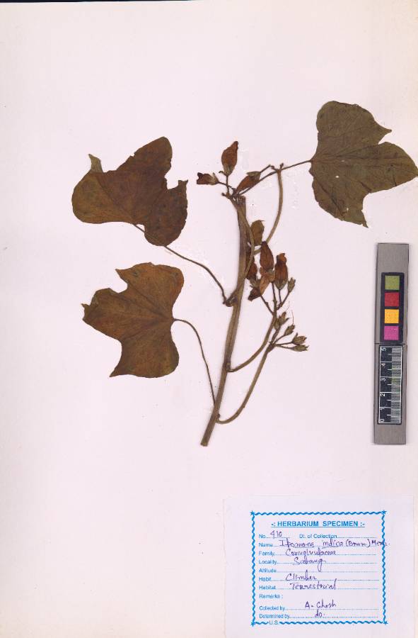 Ipomoea indica
(Burm.f.) Merr. (VUHCONV00006.1)