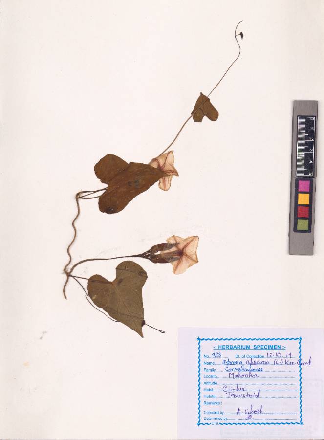 Ipomoea obscura
(L.) Ker Gawl. (VUHCONV00007.1)