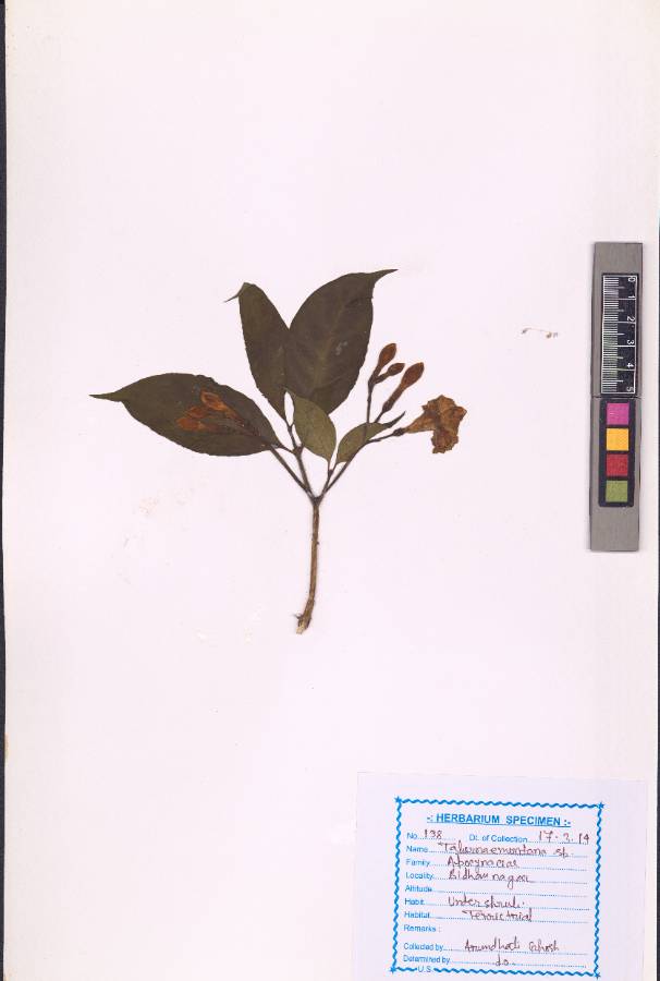 Tabernaemontana sp.
(VUHAPOC00006.1)