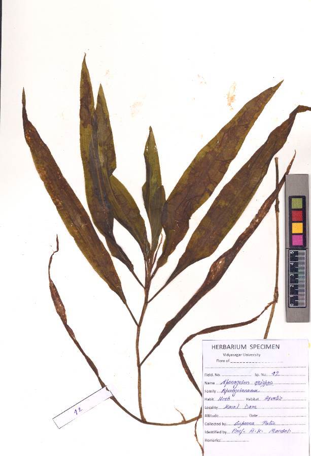 Aponogeton crispus Thunberg
(VUHAPON00001.1)