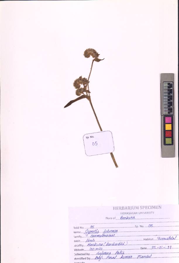 Cyanotis tuberosa
(Roxb.) Schult. & Schult.f.(VUHCOMM00006.1)