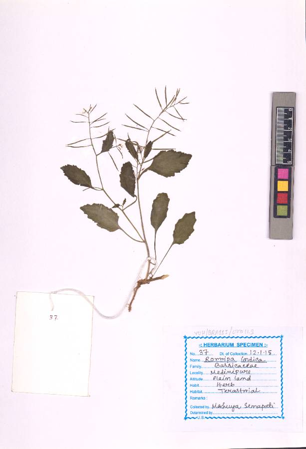 Rorippa indica (L.) Hiern (VUHBRAS00009.1)