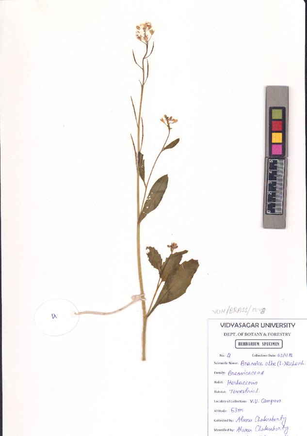 Brassica alba L. (VUHBRAS00004.1)