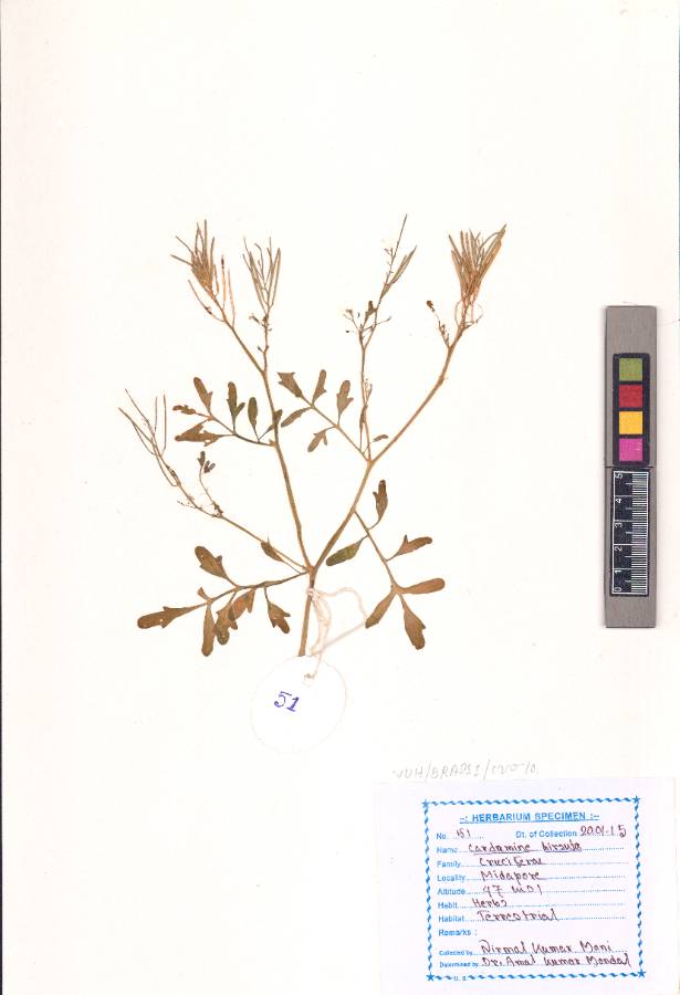 Cardamine hirsuta L. (VUHBRAS00003.1)