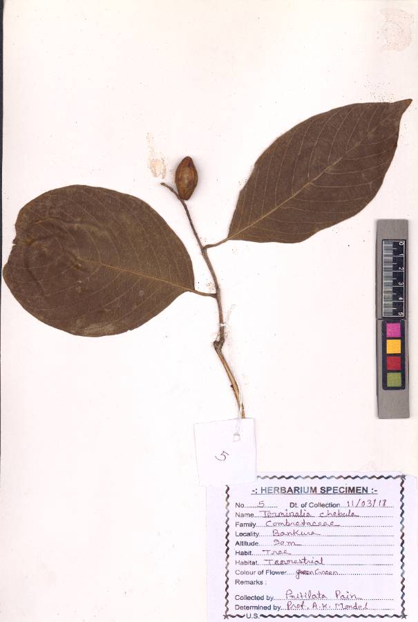 Terminalia chebula
Retz.
(VUHCOMB00002.1)