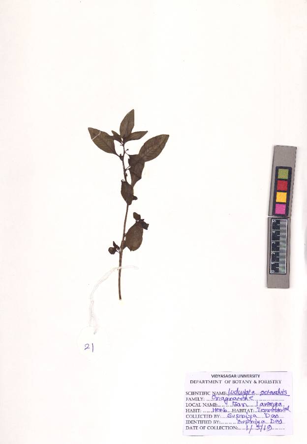 Ludwigia octovalvis
(Jacq.) P.H.Raven
(VUHONAG00002.1)