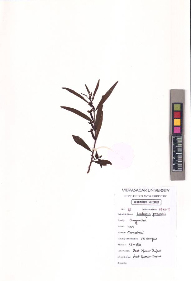 Ludwigia perennis L.
(VUHONAG00003.1)