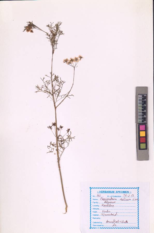 Coriandrum sativum
L.
(VUHAPIA00002.1)