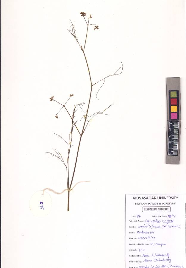 Foeniculum vulgare
Mill.
(VUHAPIA00005.1)