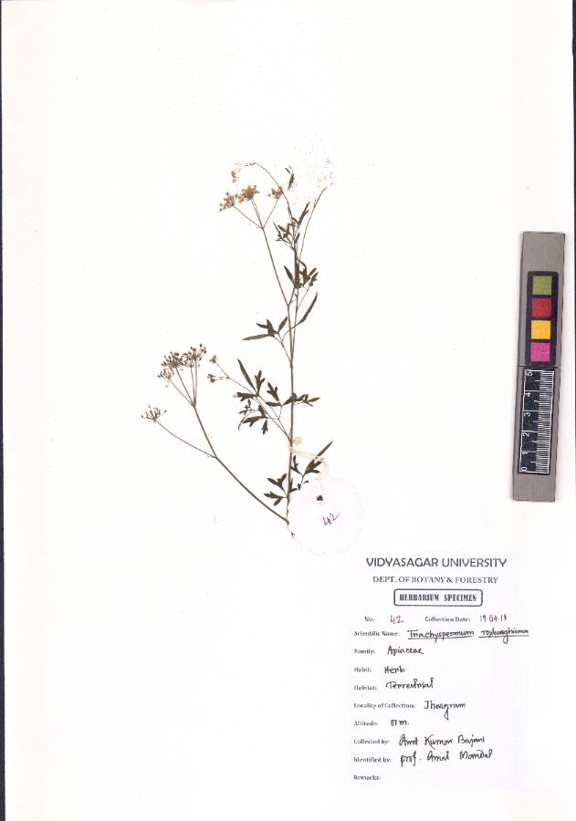 Trachyspermum roxburghianum
(DC.) Craib
(VUHAPIA00007.1)