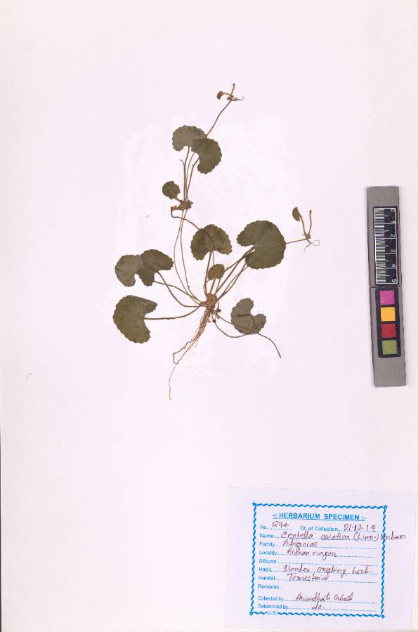 Centella asiatica
(L.) Urban
(VUHAPIA00003.1)