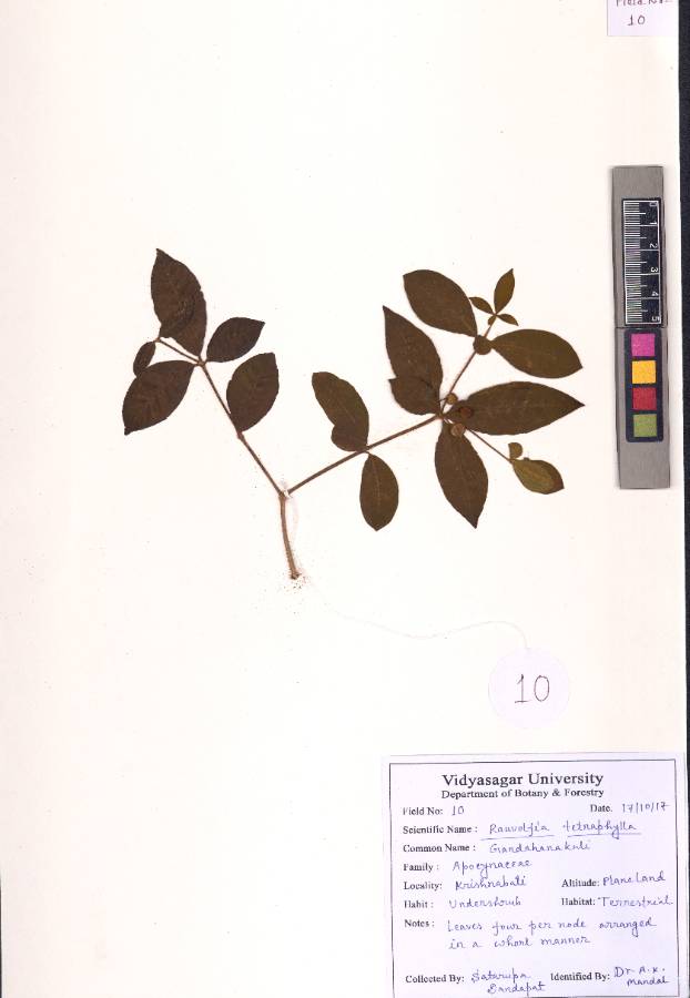 Rauvolfia tetraphylla
L.
(VUHAPOC00010.1)