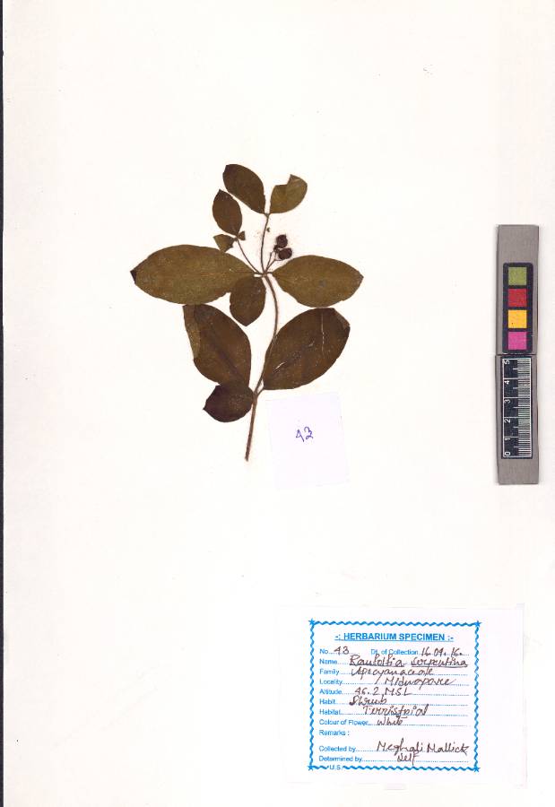 Rauvolfia serpentina
(L.) Benth. ex Kurz
(VUHAPOC00011.1)