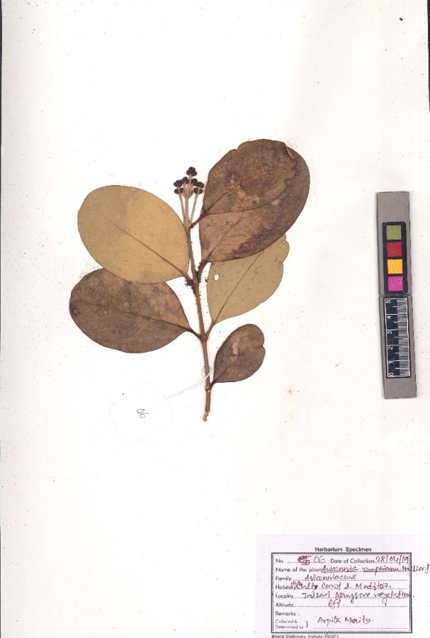 Avicennia rumphiana
Hallier f.
(VUHACAN00022.1)