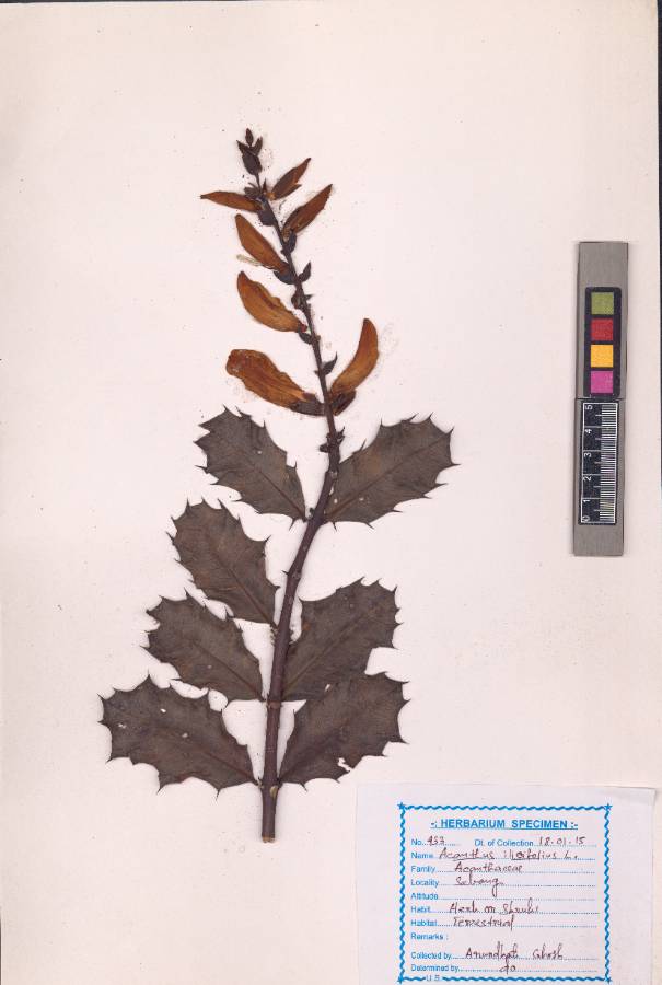 Acanthus ilicifolius
L.
(VUHACAN00001.1)