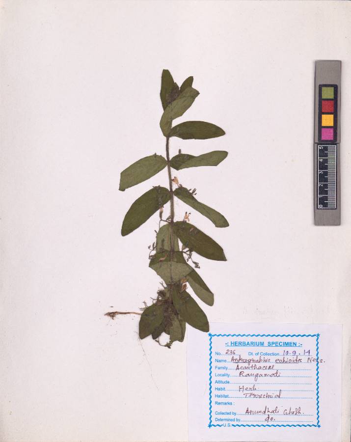 Andrographis echioides (L.) Nees
(VUHACAN00003.1)