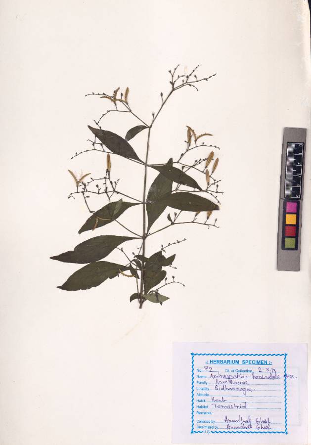 Andrographis paniculata (Burm.f.) Nees (VUHACAN00004.1)