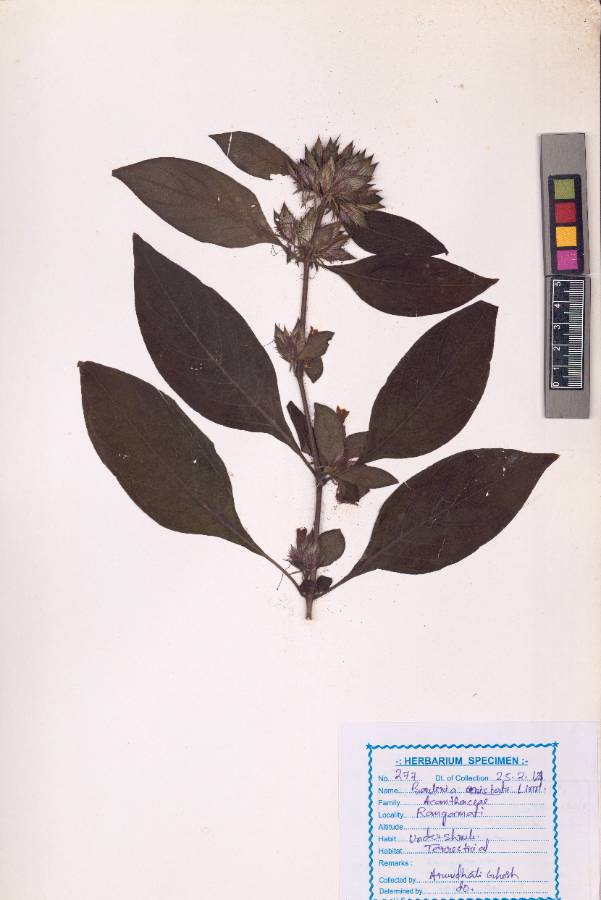 Barleria cristata L.
(VUHACAN00005.1)