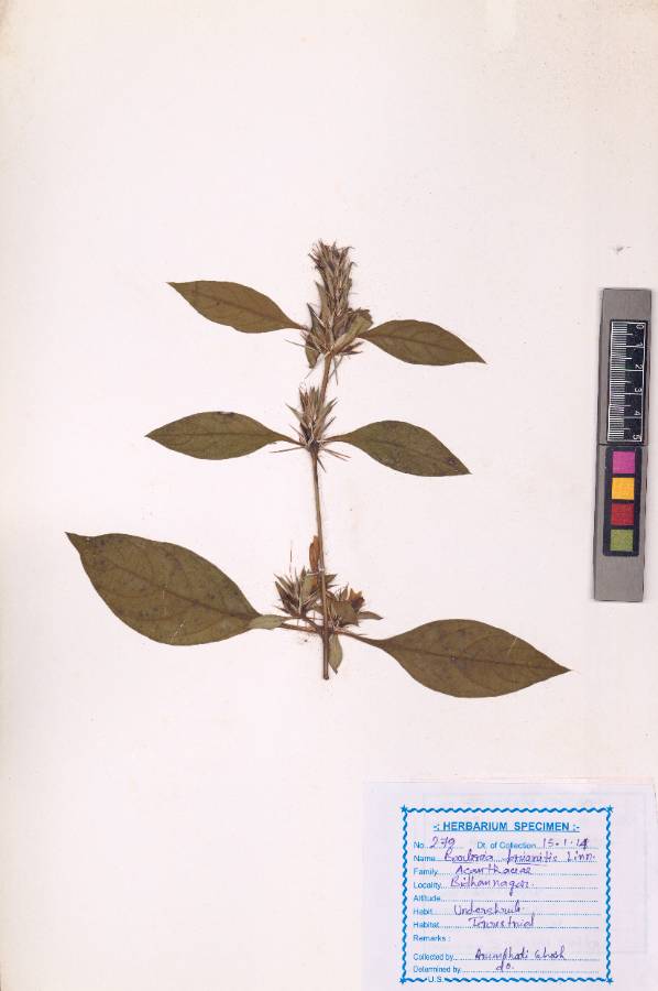 Barleria prionitis L.
(VUHACAN00007.1)