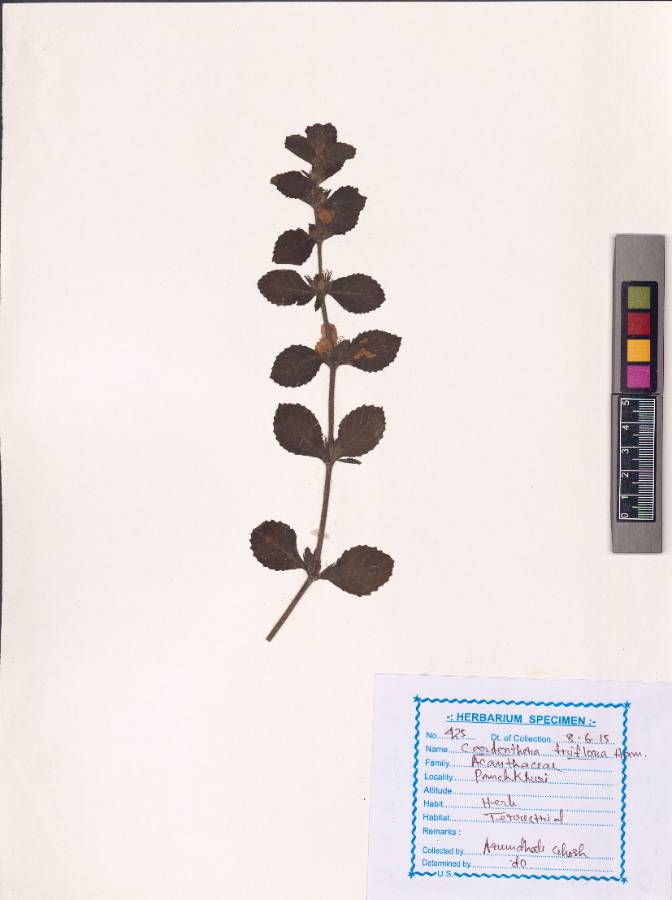 Cardanthera triflora (Roxb.) Buch.-Ham. ex Voigt
(VUHACAN00008.1)