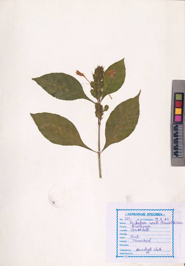 Ecbolium viride (Forssk.) Alston
(VUHACAN00009.1)