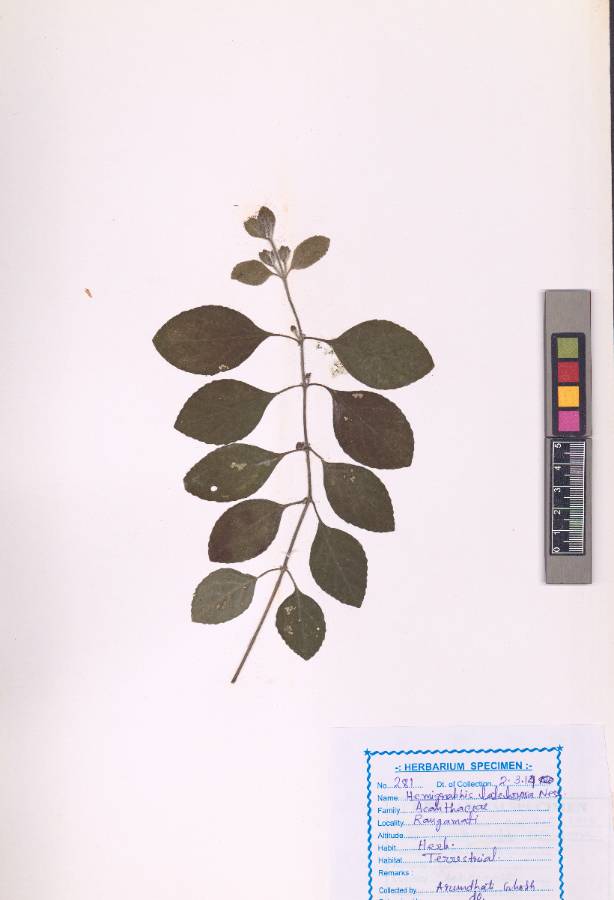 Hemigraphis latebrosa (Roth) Nees
(VUHACAN00011.1)