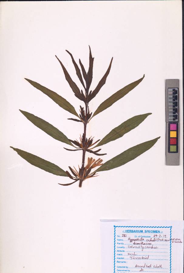 Hygrophila schulli (Hamilt.) M.R. Almeida & S.M. Almeida
(VUHACAN00012.1)