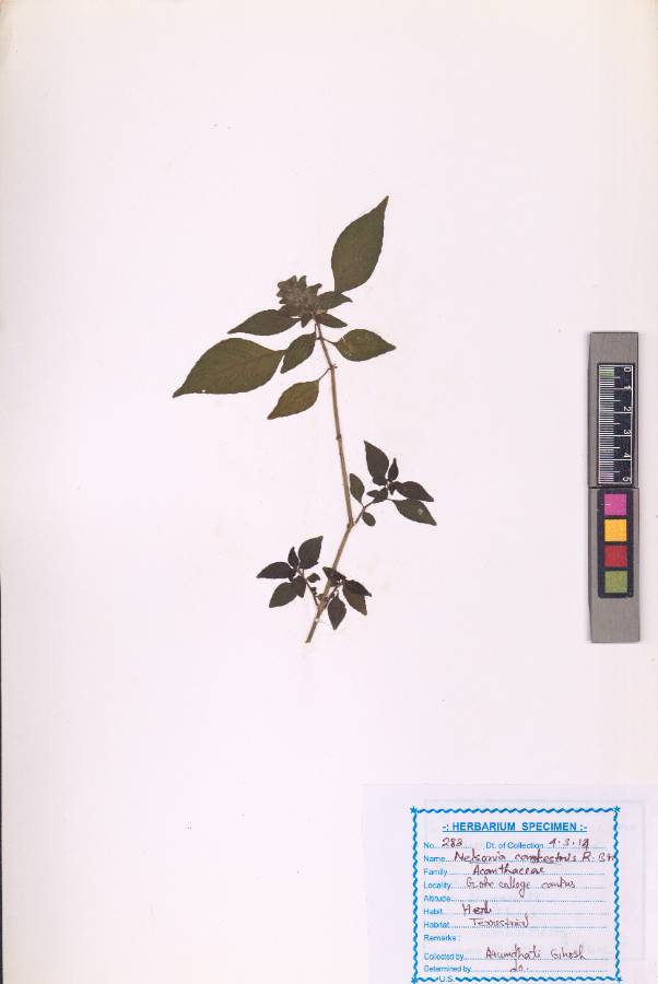 Nelsonia campestris R.Br.
(VUHACAN00013.1)