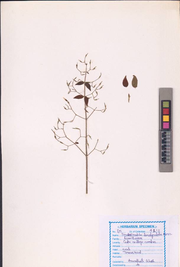 Peristrophe bicalyculata (Retz) Nees
(VUHACAN00015.1)