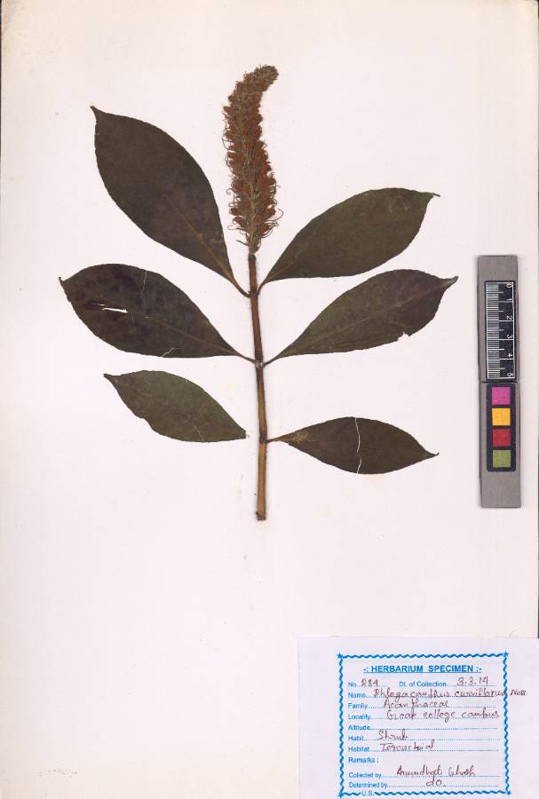 Phlogacanthus curviflorus (Wall.) Nees
(VUHACAN00016.1)