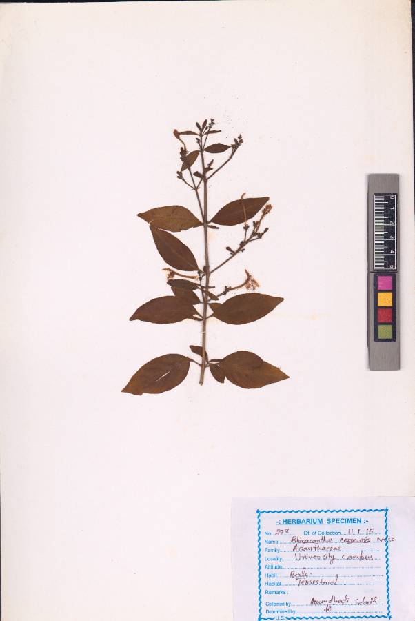 Rhinacanthus communis Nees
(VUHACAN00017.1)